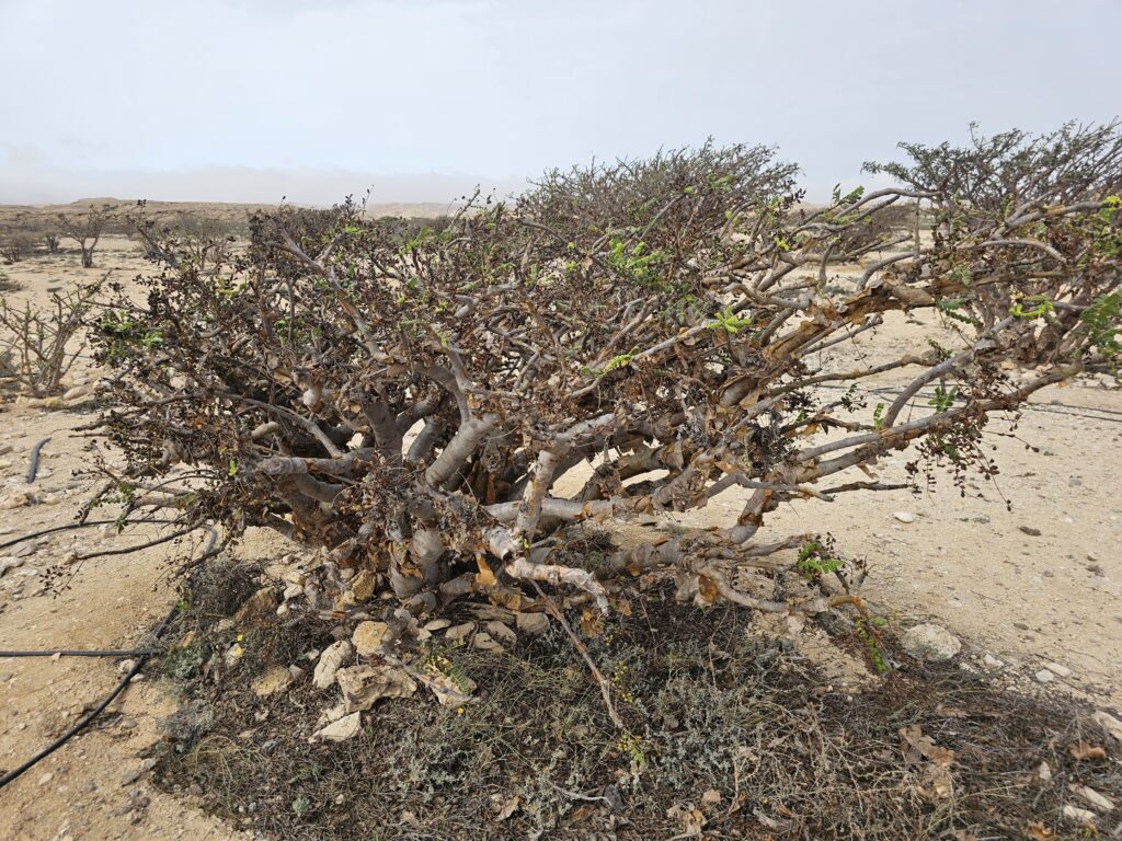 Frankincense tree