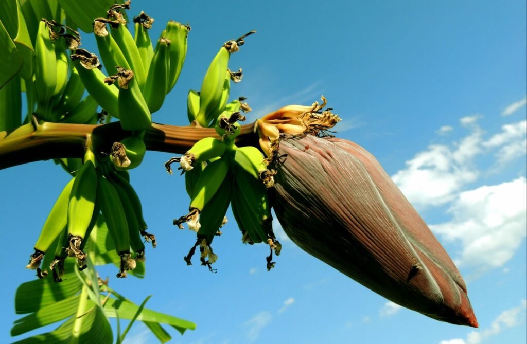 The Banana plant-You can eat almost every part of it!! Natural goodness Banana flower