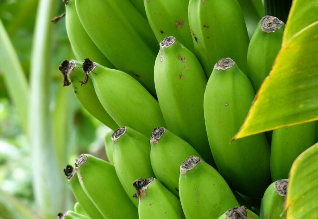 The Banana plant-You can eat almost every part of it!! Natural goodness Green banana