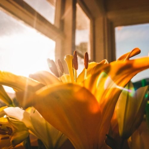 Photo by Darcy Lawrey: https://www.pexels.com/photo/shallow-focus-of-yellow-flowers-946290/