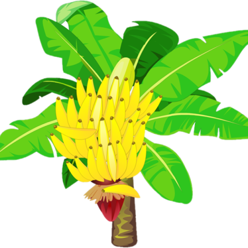 The Banana plant-You can eat almost every part of it!!